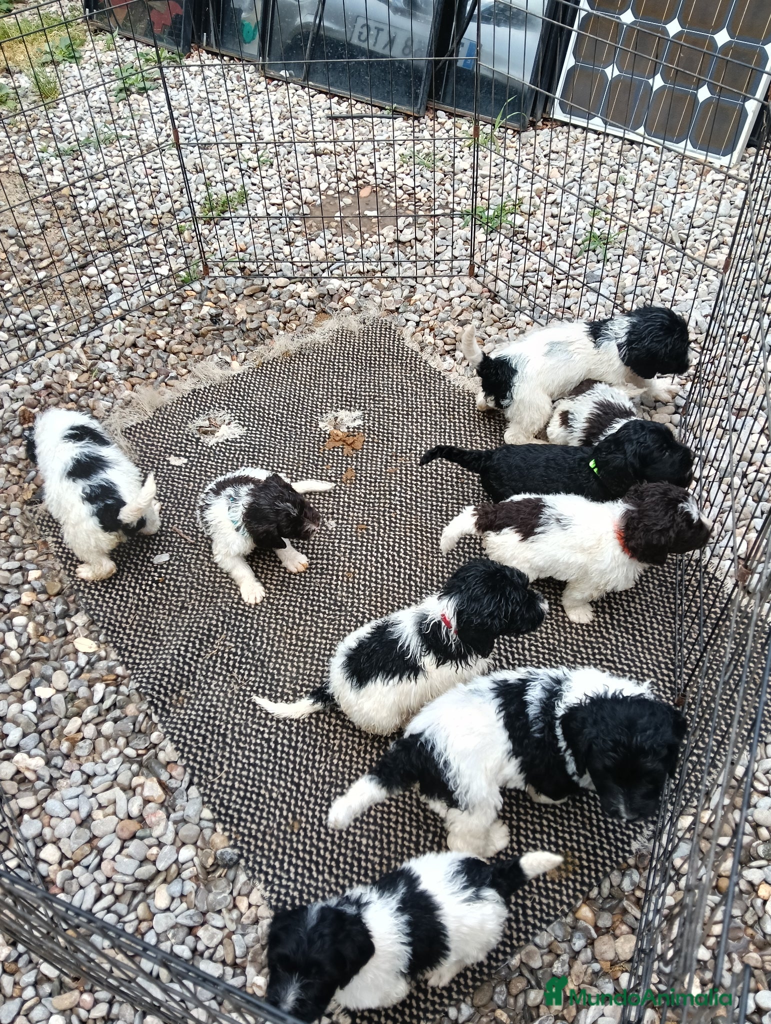 Labradoodle perros en venta: Labradoodles - Anuncio 1