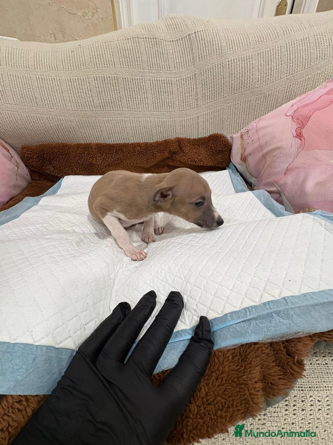 Whippet perros en venta: Whippet  - Anuncio 8