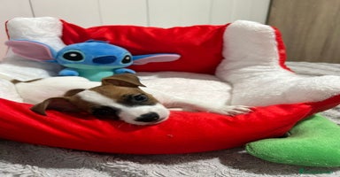 Jack Russell Terrier perros - Anuncio 3
