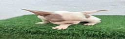 Bulldog Francés perros en venta: Bulldog frances  - Anuncio 14