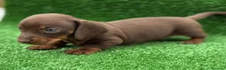 Teckel Miniatura perros en venta: Cachorros teckel miniatura  - Anuncio 1