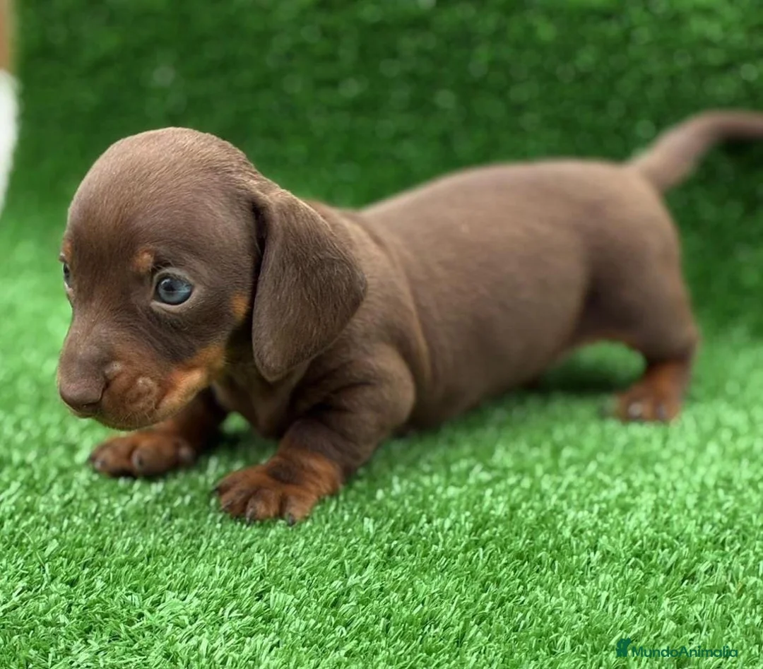 Teckel Miniatura perros en venta: Cachorros teckel miniatura  - Anuncio 1