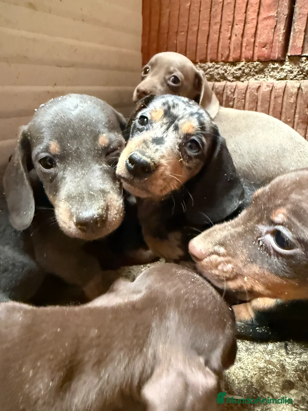 Teckel Miniatura perros en venta: CAMADA TECKEL MINIATURA  - Anuncio 2