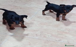 Pinscher Miniatura perros en venta: PINCHER MACHO. OPORTUNIDAD  - Imagen 2