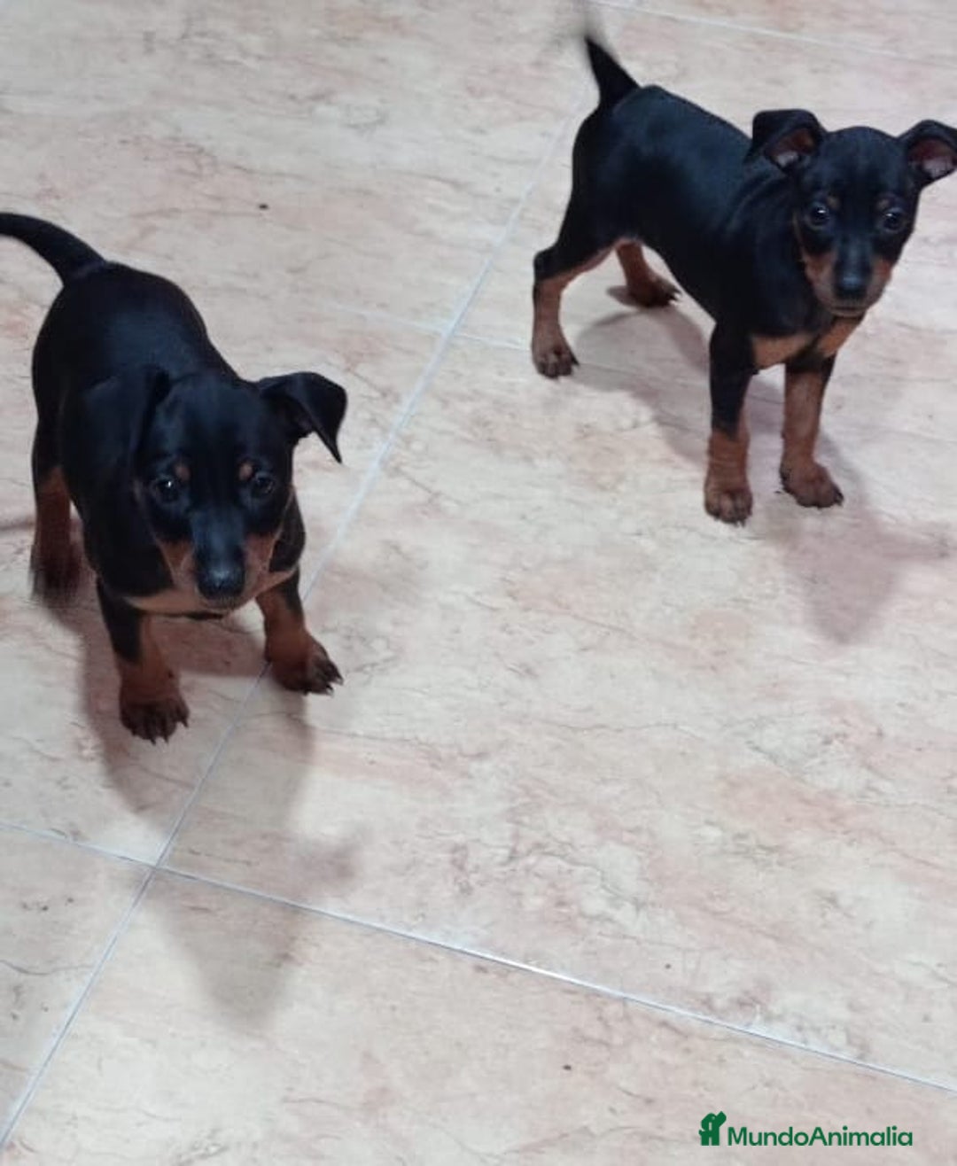Pinscher Miniatura perros en venta: PINCHER MACHO. OPORTUNIDAD  - Imagen 2