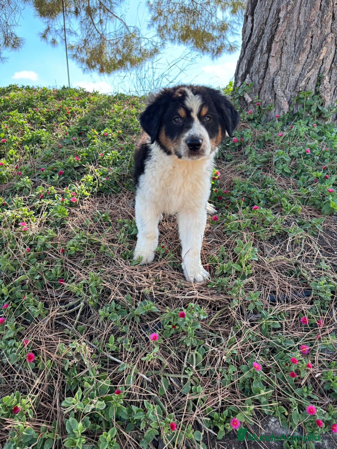 Pastor Australiano perros en venta: PASTOR AUSTRALIANO  - Imagen 6