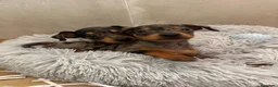 Pinscher Miniatura perros en venta: Caraby Harlequin Pinscher Benidorm  - Anuncio 7