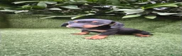 Teckel Miniatura perros en venta: teckel miniatura varios colores  - Anuncio 6