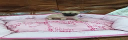 Chihuahua perros en venta: CHIHUAHUA TOY  - Anuncio 7