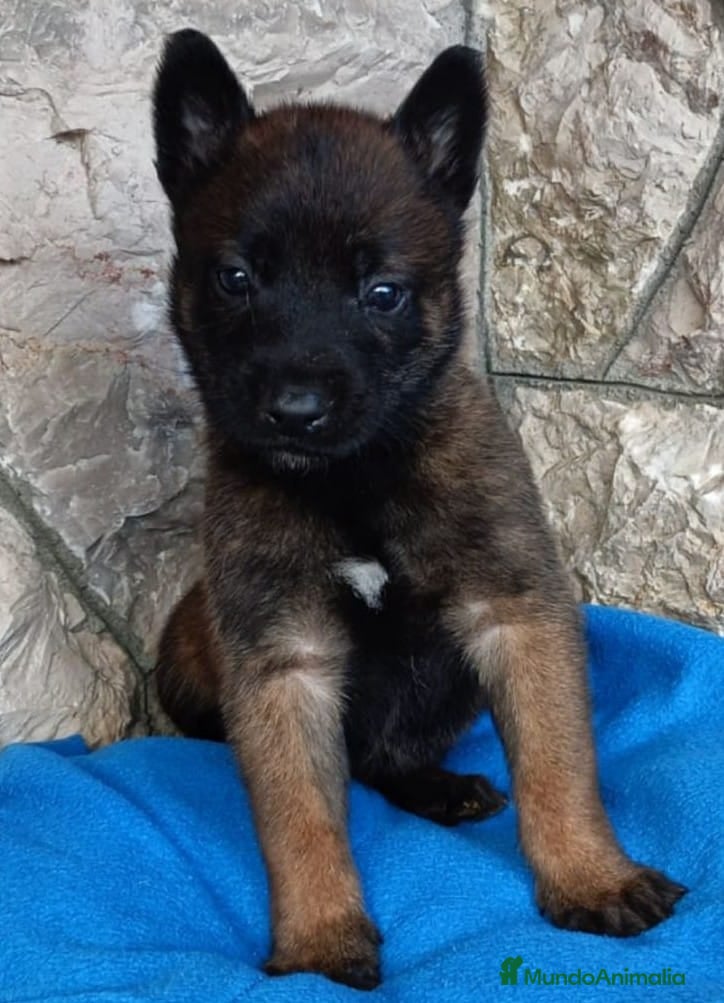 Pastor Belga Malinois perros Pastor belga malinois  en La Rioja - Anuncio 4