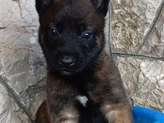 Pastor Belga Malinois perros en La Rioja - Anuncio 18