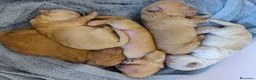 Caniche Toy perros en venta: Nueva camada Prao Toro  - Anuncio 12
