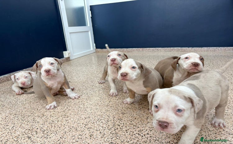 American Bully perros - Propaganda 10