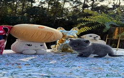 Británico de Pelo Corto gatos en venta: Preciosos british machos - Imagen 2