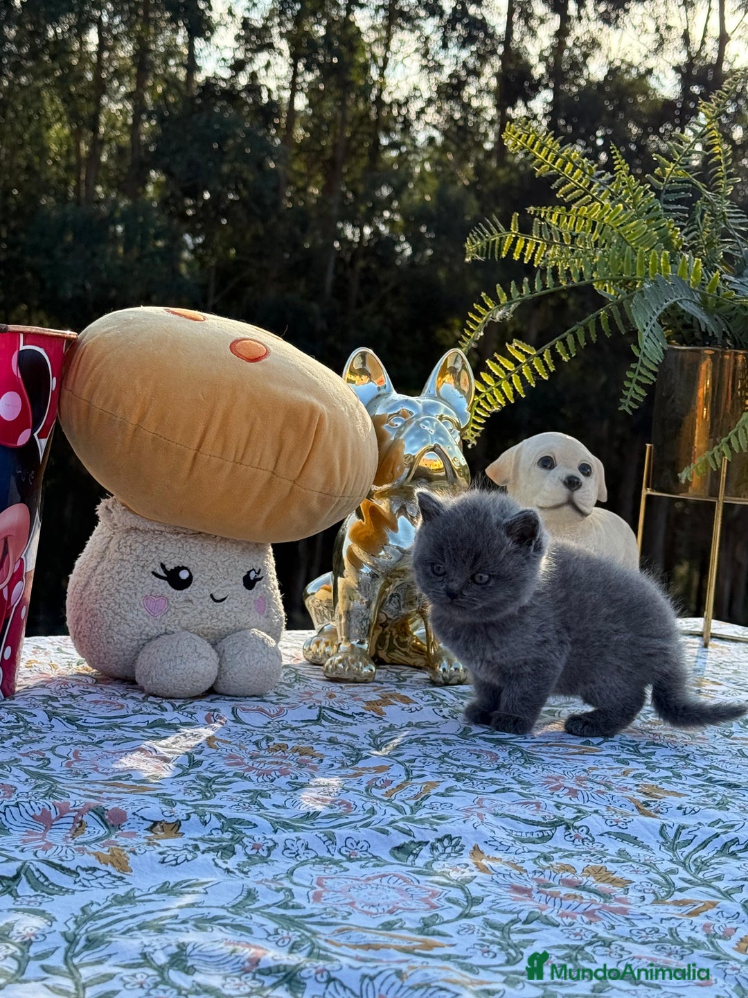 Británico de Pelo Corto gatos en venta: Preciosos british machos - Imagen 2