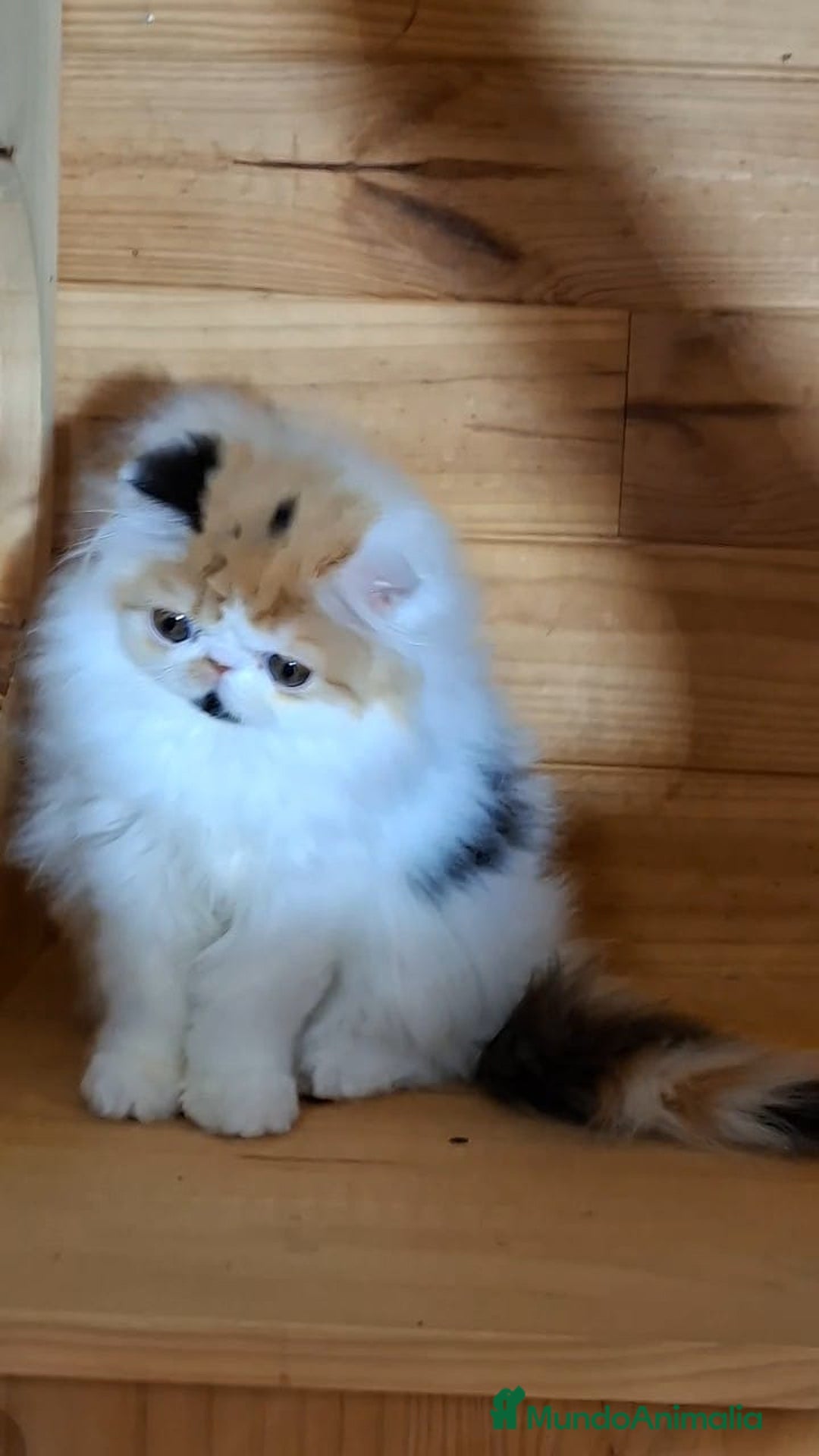 Persa gatos en venta: Preciosa Gata persa - Anuncio 5