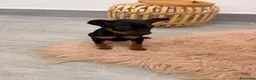 Ratón de Praga perros en venta: Ratón de Praga maxima calidad toy - Anuncio 5