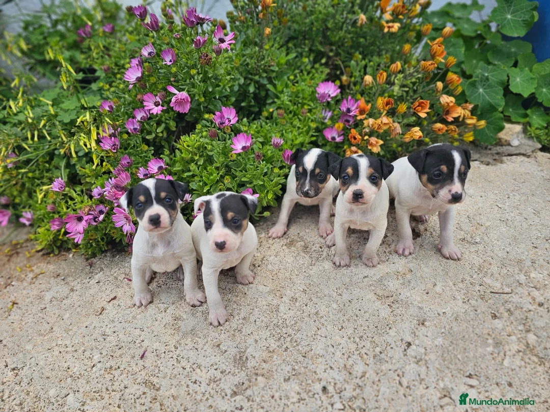 Ratonero Bodeguero Andaluz perros en venta: Bodeguero andaluz - Anuncio 1