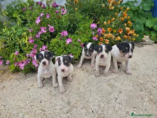 Ratonero Bodeguero Andaluz perros Bodeguero andaluz - Anuncio 1