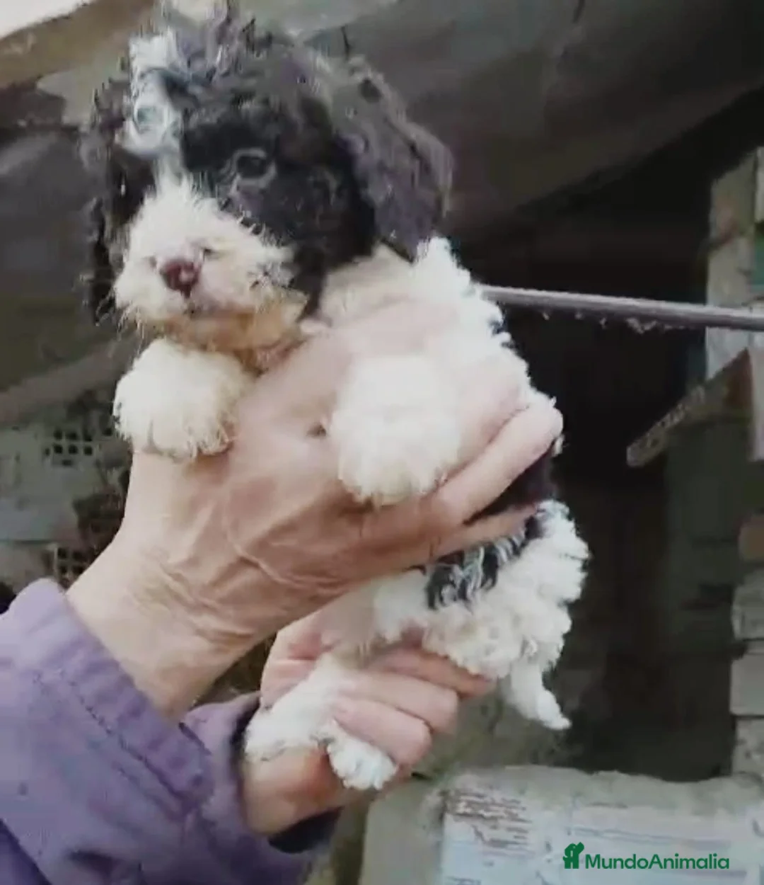 Perro de Agua Español perros en venta: Perro de agua  - Anuncio 9