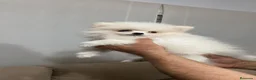 Pomerania perros en venta: Pomerañia  toy  - Anuncio 2