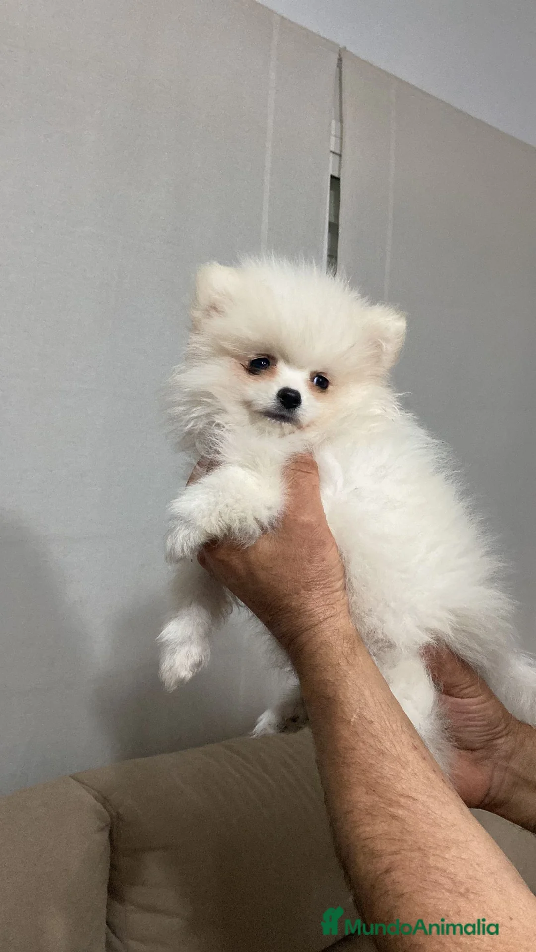 Pomerania perros en venta: Pomerañia  toy  - Anuncio 2