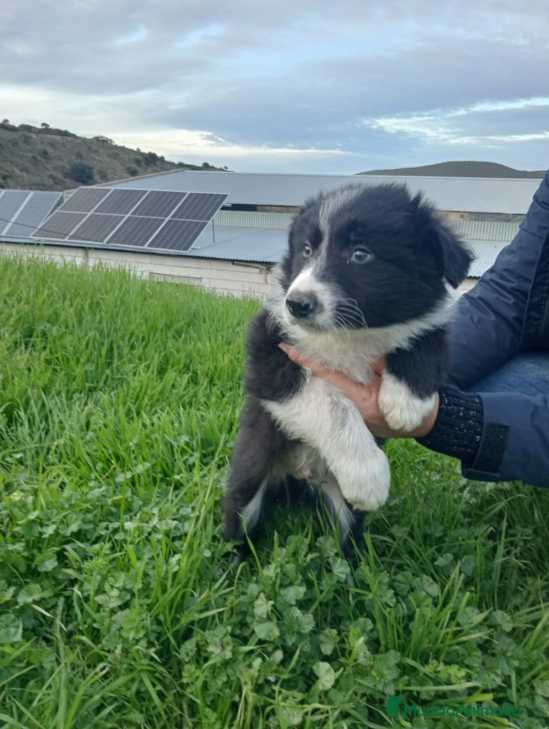 Border Collie perros en venta: Border collie  - Anuncio 3