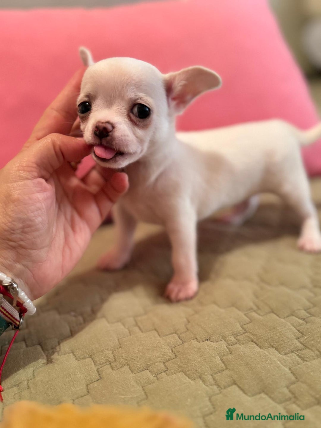 Chihuahua perros en venta: IMPRESIONANTES CHIHUAHUAS MINI TOYS - Imagen 4