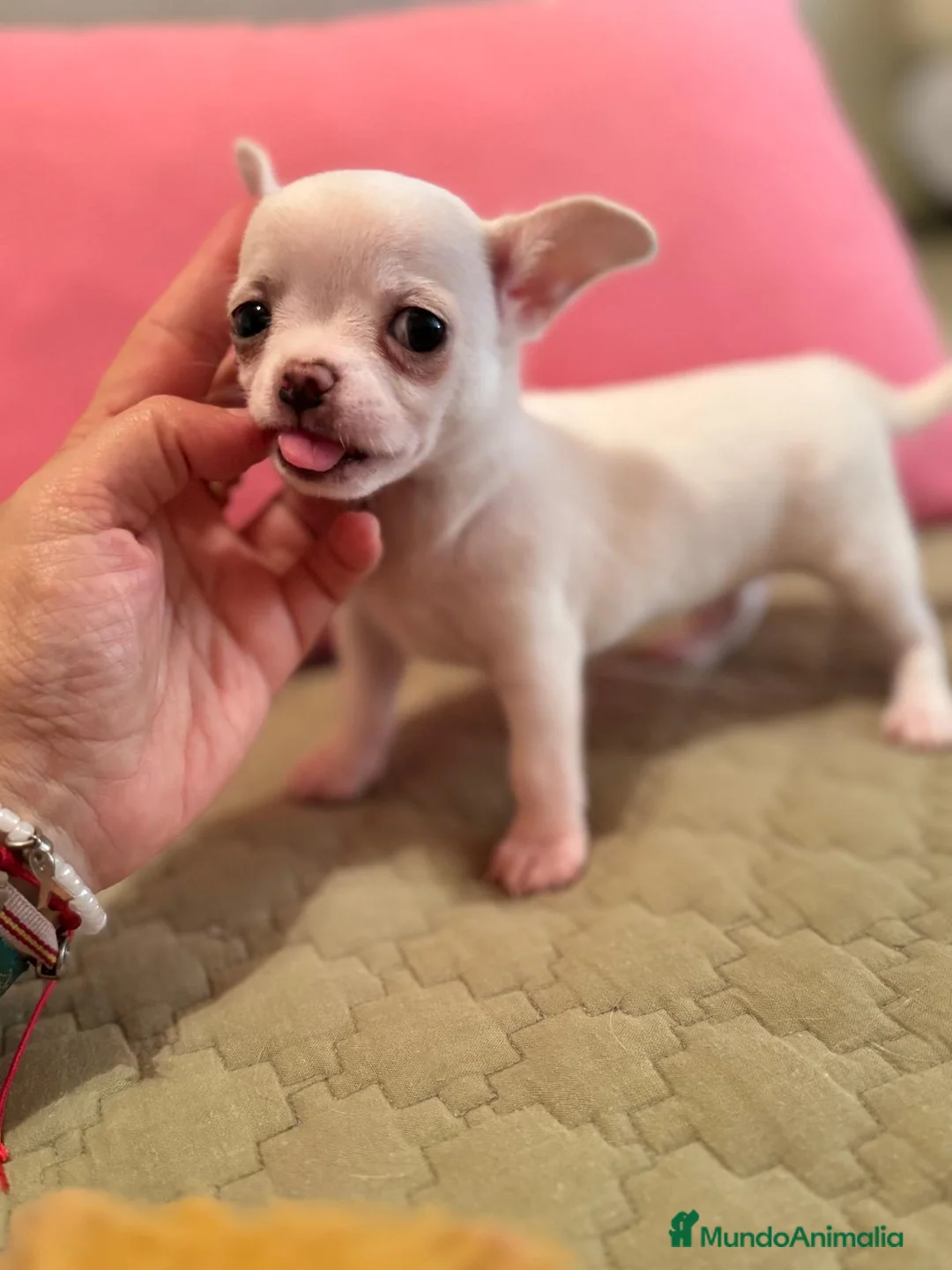 Chihuahua perros en venta: IMPRESIONANTES CHIHUAHUAS MINI TOYS - Anuncio 4