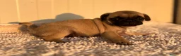 Carlino - Pug perros en venta: Carlino-Pug hembra - Anuncio 1