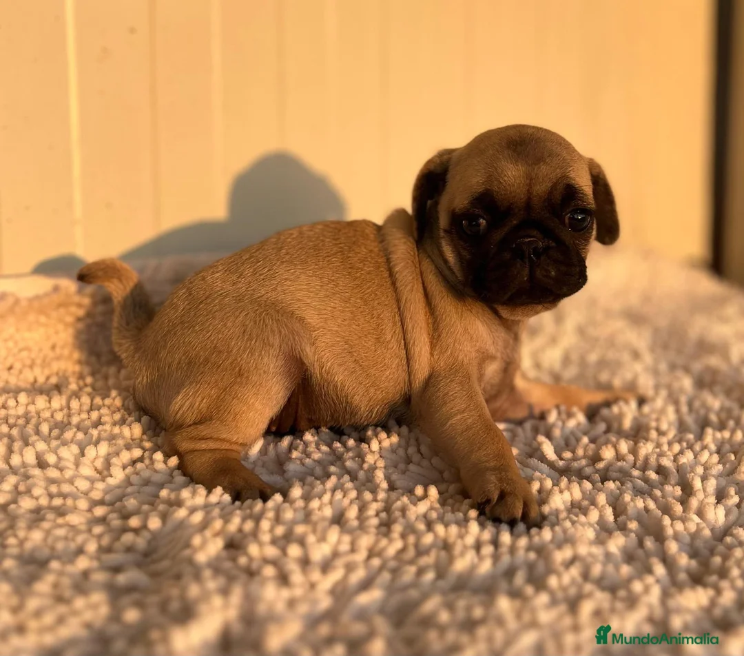 Carlino - Pug perros en venta: Carlino-Pug hembra - Anuncio 1