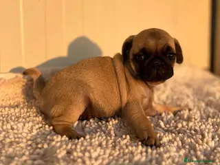 Carlino - Pug perros Carlino-Pug hembra - Anuncio 1