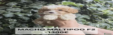 Maltipoo 2