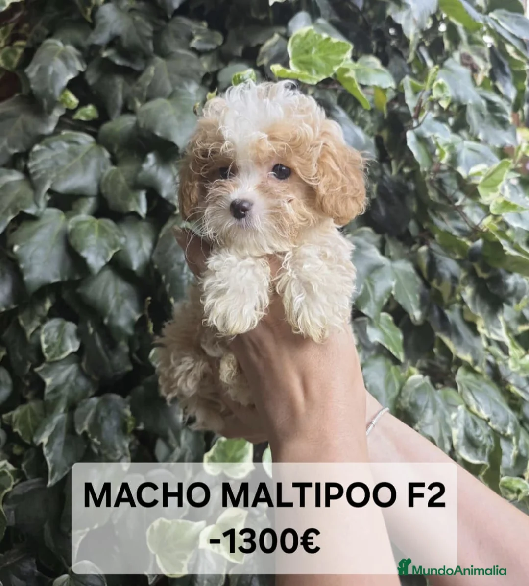 Maltipoo perros en venta: Espectáculos cachorros Maltipoo en Lugo - Anuncio 2