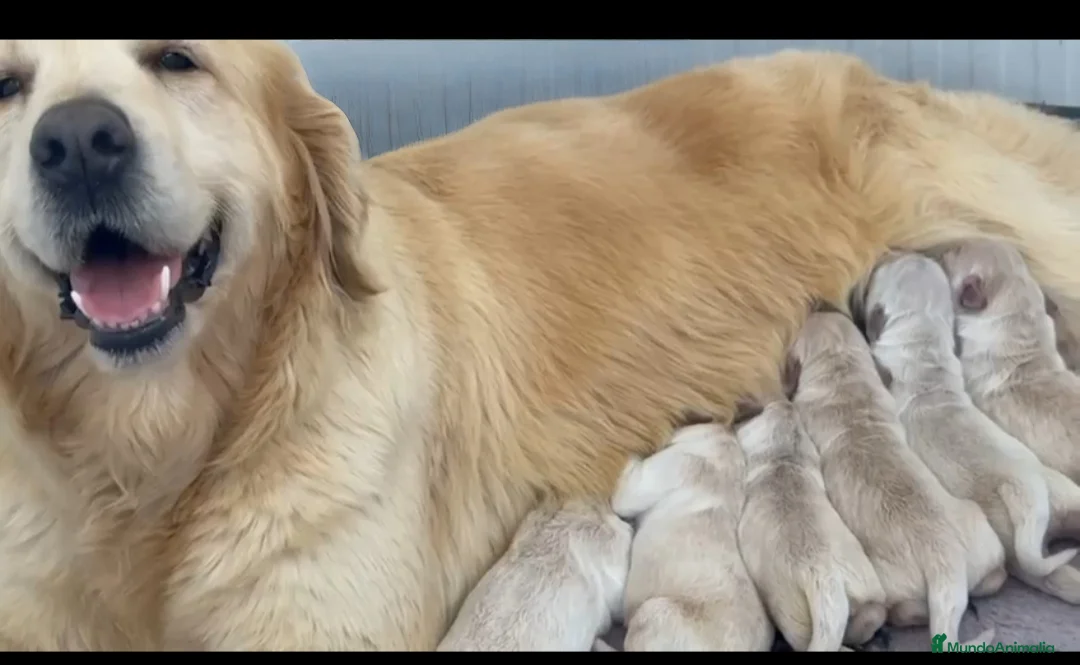 Golden Retriever perros en venta: Cachorro de Golden Retriever  - Anuncio 1