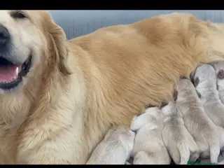 Golden Retriever perros Cachorro de Golden Retriever - Anuncio 1