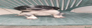 Border Collie 2