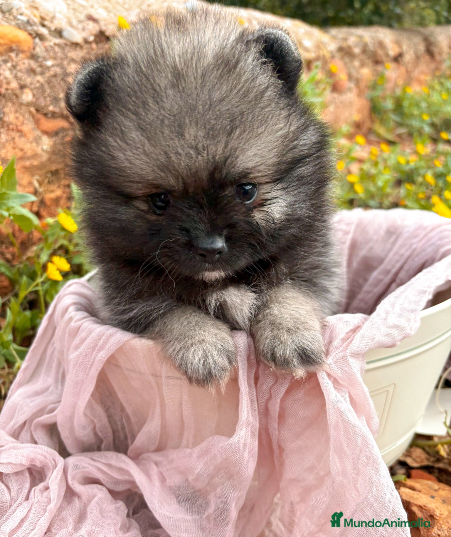 Pomerania perros Lulu de Pomerania - Anuncio 1