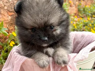 Pomerania perros Lulu de Pomerania - Anuncio 1