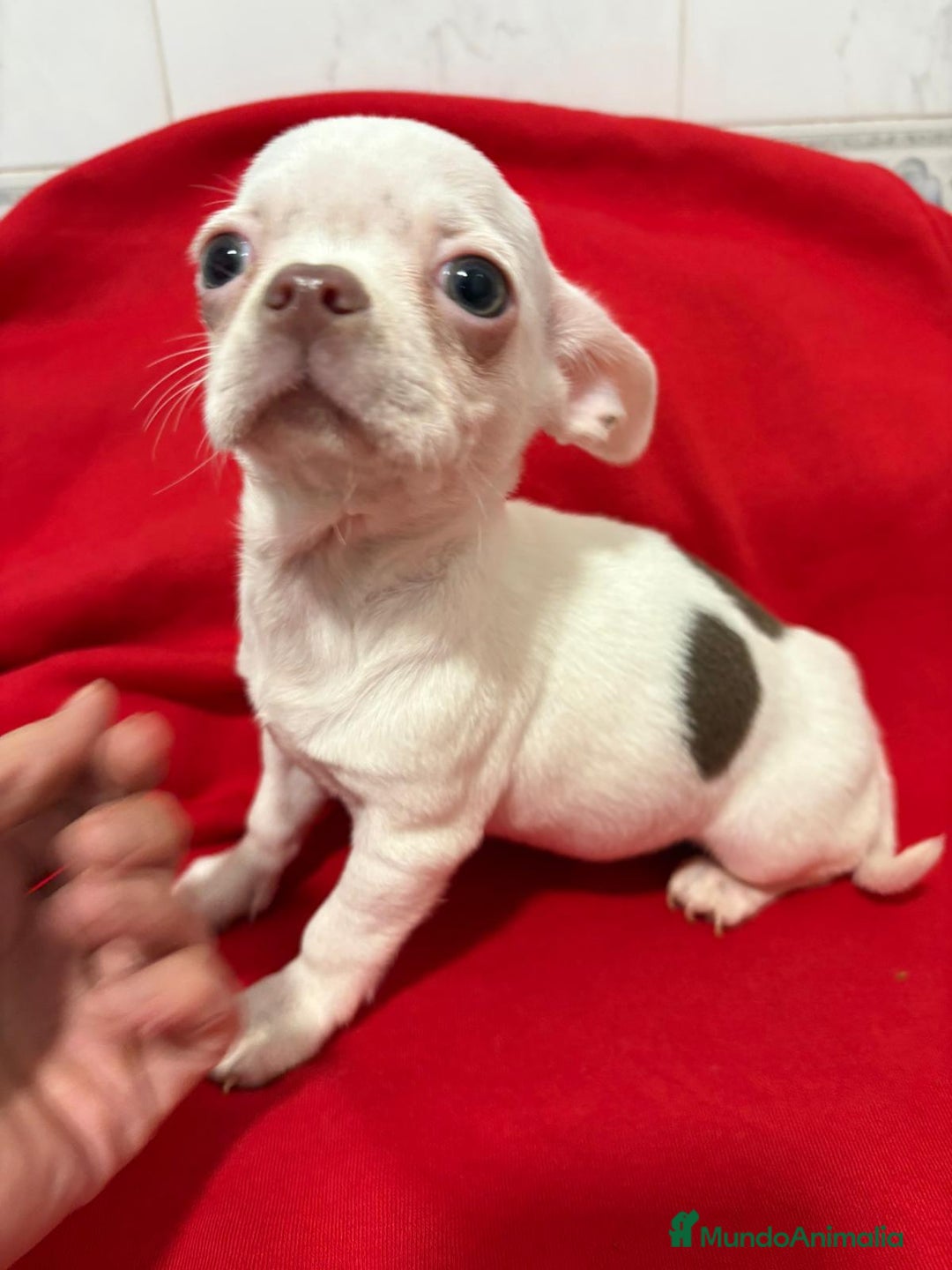 Chihuahua perros en venta: Chihuahua toy blanco - Anuncio 10