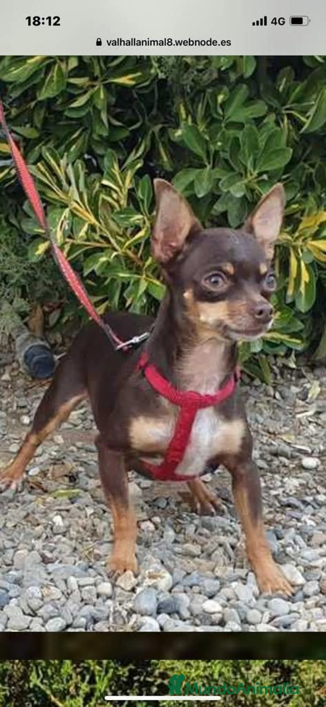 Chihuahua perros en venta: Disponible camada Merle y Merle fantasma  - Anuncio 1