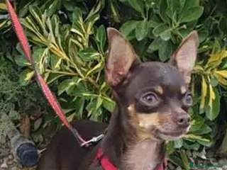 Chihuahua perros Disponible camada Merle y Merle fantasma - Anuncio 2