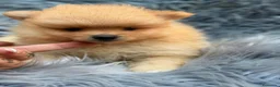 Pomerania perros en venta: POMERANIA - Anuncio 2