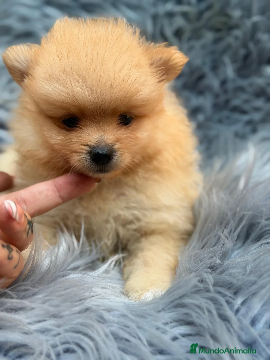 Pomerania perros en venta: POMERANIA - Anuncio 2