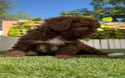 Perro de Agua Español perros en venta: PERRO DE AGUA ESPAÑOL HEMBRA - Imagen 3