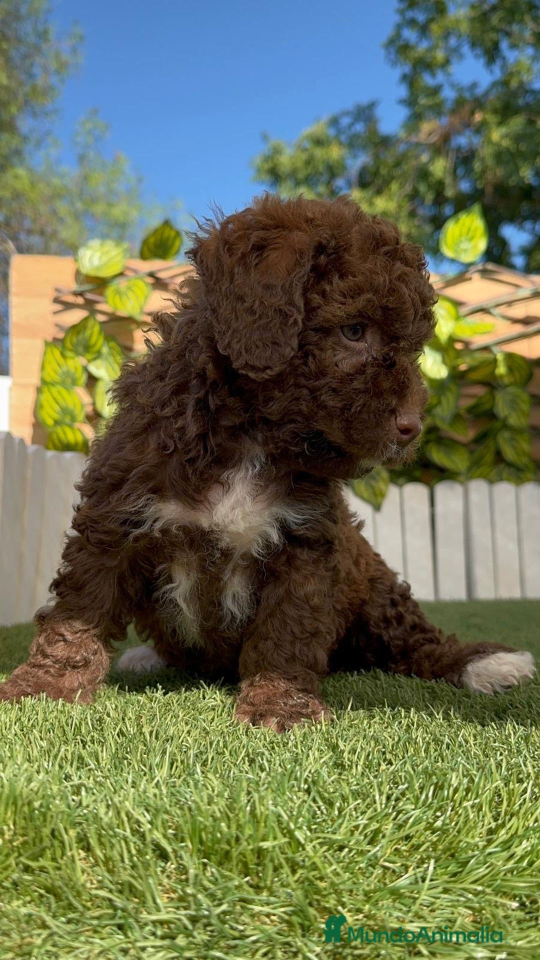 Perro de Agua Español perros en venta: PERRO DE AGUA ESPAÑOL HEMBRA - Imagen 3