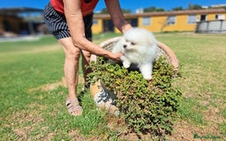 Pomerania perros en venta: Pomerania - Imagen 6