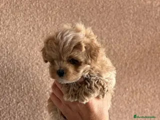 Maltipoo perros Malripoo - Anuncio 1
