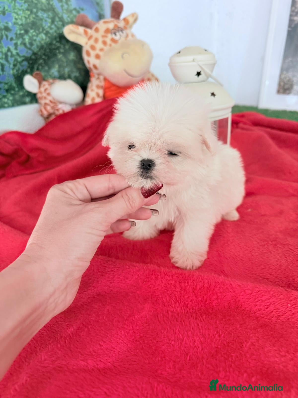 Bichón Maltés perros Bichón maltes coreano - Anuncio 2