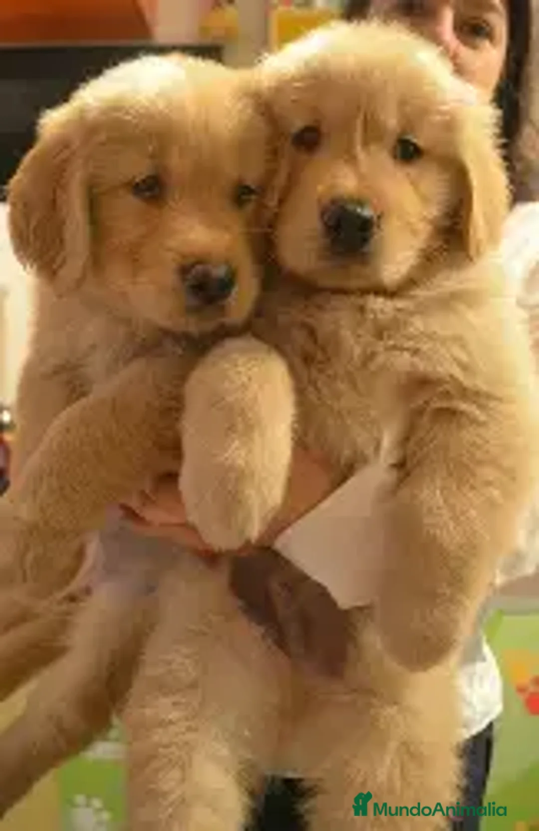 Golden Retriever perros en venta: CACHORRO GOLDEN RETRIEVER  - Anuncio 3